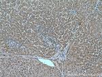 USP16 Antibody in Immunohistochemistry (Paraffin) (IHC (P))