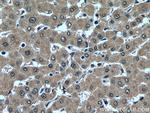 USP16 Antibody in Immunohistochemistry (Paraffin) (IHC (P))