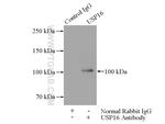 USP16 Antibody in Immunoprecipitation (IP)