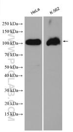 USP16 Antibody in Western Blot (WB)