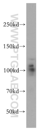 USP16 Antibody in Western Blot (WB)