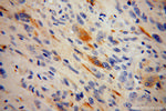 RGS7 Antibody in Immunohistochemistry (Paraffin) (IHC (P))