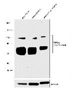 CD62E (E-selectin) Monoclonal Antibody (P2H3), eBioscience™