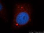 ARID3A Antibody in Immunocytochemistry (ICC/IF)