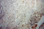 ARID3A Antibody in Immunohistochemistry (Paraffin) (IHC (P))
