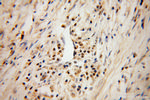 ARID3A Antibody in Immunohistochemistry (Paraffin) (IHC (P))