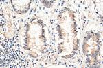 ARID3A Antibody in Immunohistochemistry (Paraffin) (IHC (P))