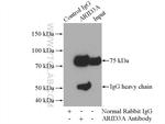 ARID3A Antibody in Immunoprecipitation (IP)