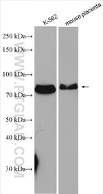 ARID3A Antibody in Western Blot (WB)
