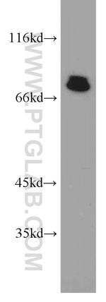 ARID3A Antibody in Western Blot (WB)