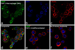 CD68 Monoclonal Antibody (815CU17), eBioscience™