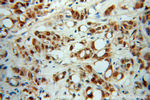 INTS5 Antibody in Immunohistochemistry (Paraffin) (IHC (P))