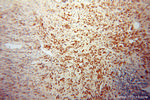INTS5 Antibody in Immunohistochemistry (Paraffin) (IHC (P))