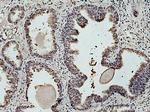 INTS5 Antibody in Immunohistochemistry (Paraffin) (IHC (P))