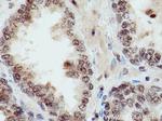 INTS5 Antibody in Immunohistochemistry (Paraffin) (IHC (P))