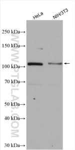INTS5 Antibody in Western Blot (WB)