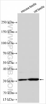 GNPTG Antibody in Western Blot (WB)
