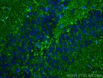 PDGFD Antibody in Immunohistochemistry (PFA fixed) (IHC (PFA))