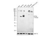 CD79a Monoclonal Antibody (24C2.5), eBioscience™