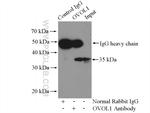 OVOL1 Antibody in Immunoprecipitation (IP)