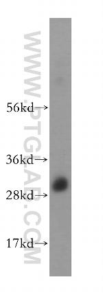 OVOL1 Antibody in Western Blot (WB)