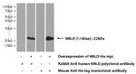 NINJ2 Antibody in Western Blot (WB)