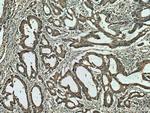 SLC5A11 Antibody in Immunohistochemistry (Paraffin) (IHC (P))
