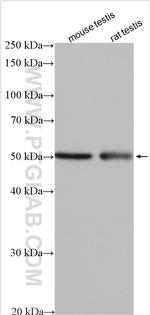 IRGC Antibody in Western Blot (WB)