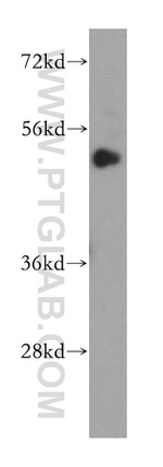 IRGC Antibody in Western Blot (WB)
