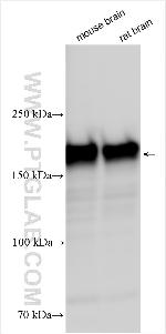SNAP91 Antibody in Western Blot (WB)