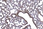 ASAP3 Antibody in Immunohistochemistry (Paraffin) (IHC (P))