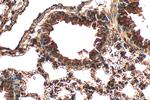 ASAP3 Antibody in Immunohistochemistry (Paraffin) (IHC (P))
