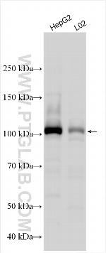 ASAP3 Antibody in Western Blot (WB)