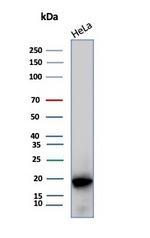 Crystallin Alpha B Antibody in Western Blot (WB)