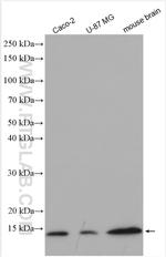 UBL3 Antibody in Western Blot (WB)