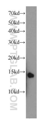 UBL3 Antibody in Western Blot (WB)