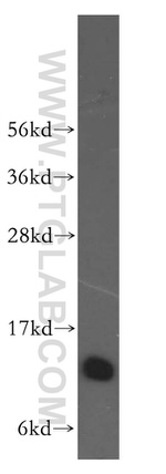 UBL3 Antibody in Western Blot (WB)