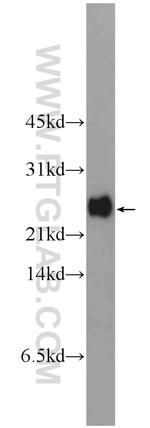 PRR13 Antibody in Western Blot (WB)
