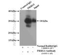 PRRG1 Antibody in Immunoprecipitation (IP)