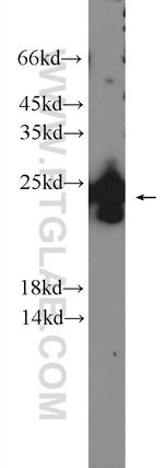 PRRG1 Antibody in Western Blot (WB)