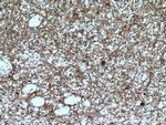 NAPB Antibody in Immunohistochemistry (Paraffin) (IHC (P))