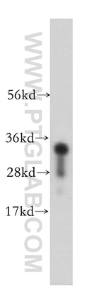 NAPB Antibody in Western Blot (WB)