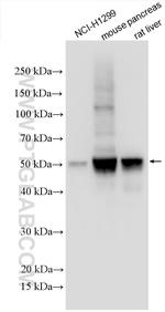 SEPHS2 Antibody in Western Blot (WB)