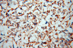 ATP5J Antibody in Immunohistochemistry (Paraffin) (IHC (P))