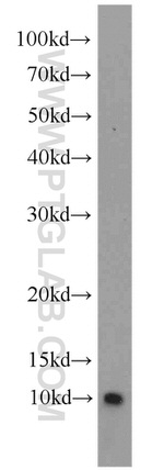 ATP5J Antibody in Western Blot (WB)