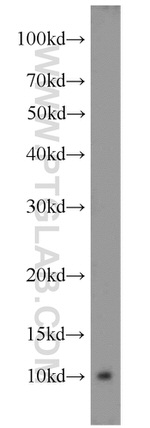 ATP5J Antibody in Western Blot (WB)