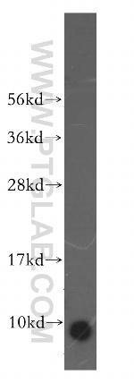 ATP5J Antibody in Western Blot (WB)