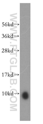 ATP5J Antibody in Western Blot (WB)