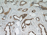 UBE2S Antibody in Immunohistochemistry (Paraffin) (IHC (P))