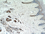 UBE2S Antibody in Immunohistochemistry (Paraffin) (IHC (P))